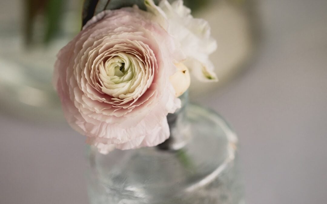 A pink and white ranunculus flower in a glass bottle, viewed from above.